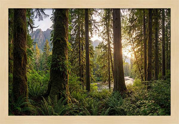 Tongass National Forest Serenity