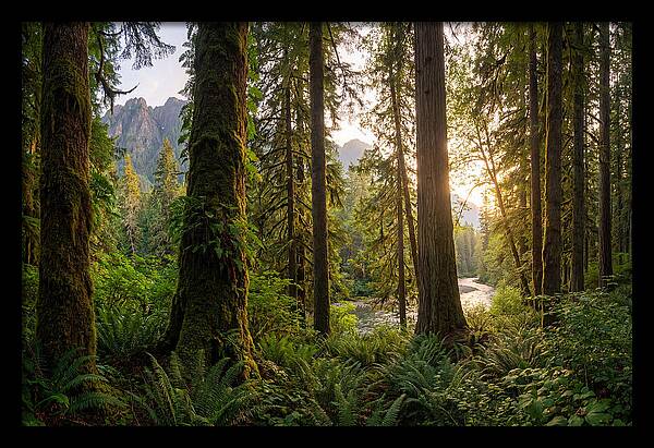 Tongass National Forest Serenity