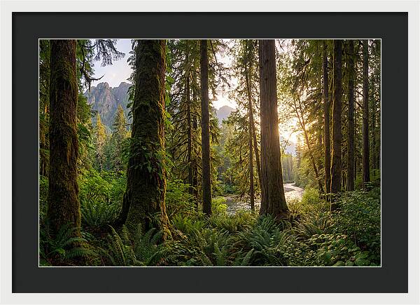 Tongass National Forest Serenity