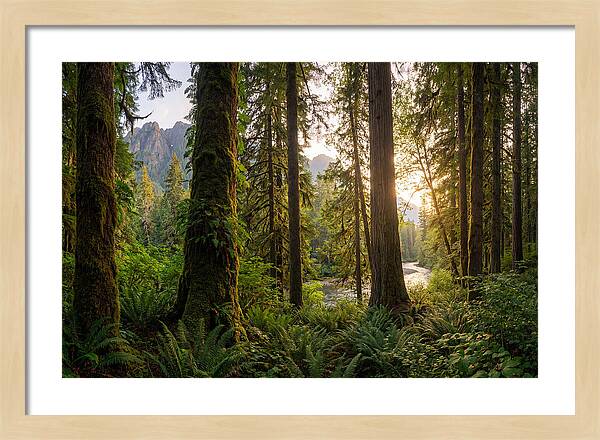 Tongass National Forest Serenity
