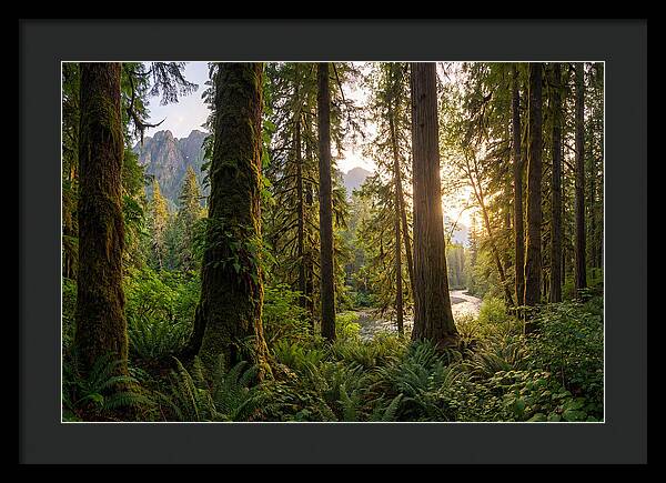 Tongass National Forest Serenity