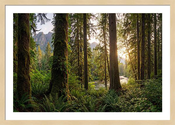 Tongass National Forest Serenity