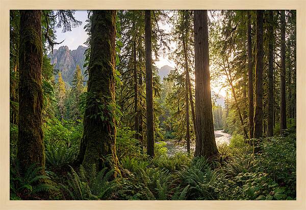 Tongass National Forest Serenity