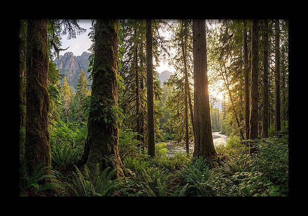 Tongass National Forest Serenity