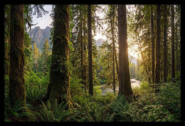 Tongass National Forest Serenity