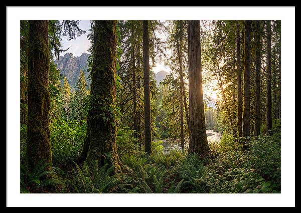 Tongass National Forest Serenity