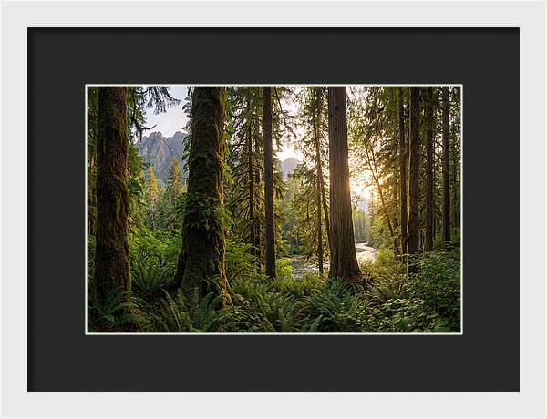 Tongass National Forest Serenity