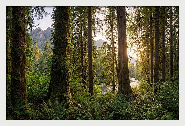 Tongass National Forest Serenity