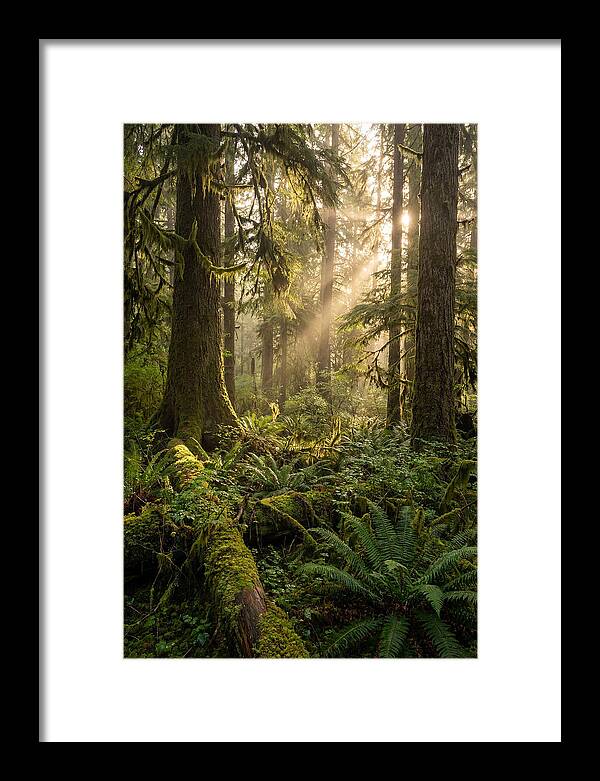 Tongass Rainforest Serenity