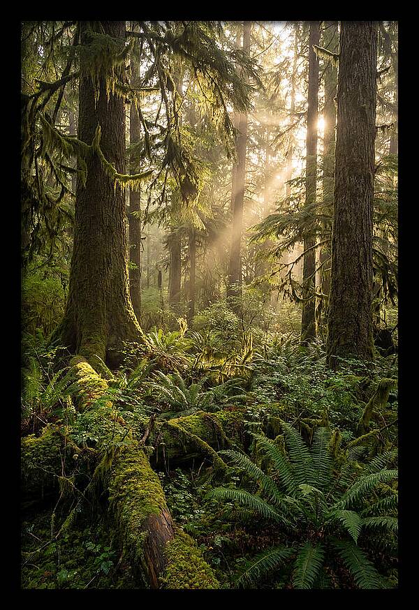 Tongass Rainforest Serenity