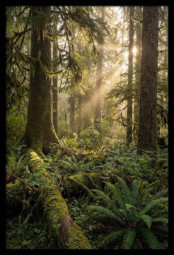Tongass Rainforest Serenity