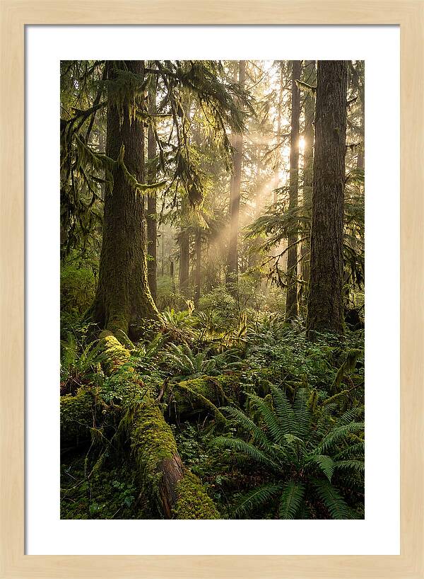 Tongass Rainforest Serenity