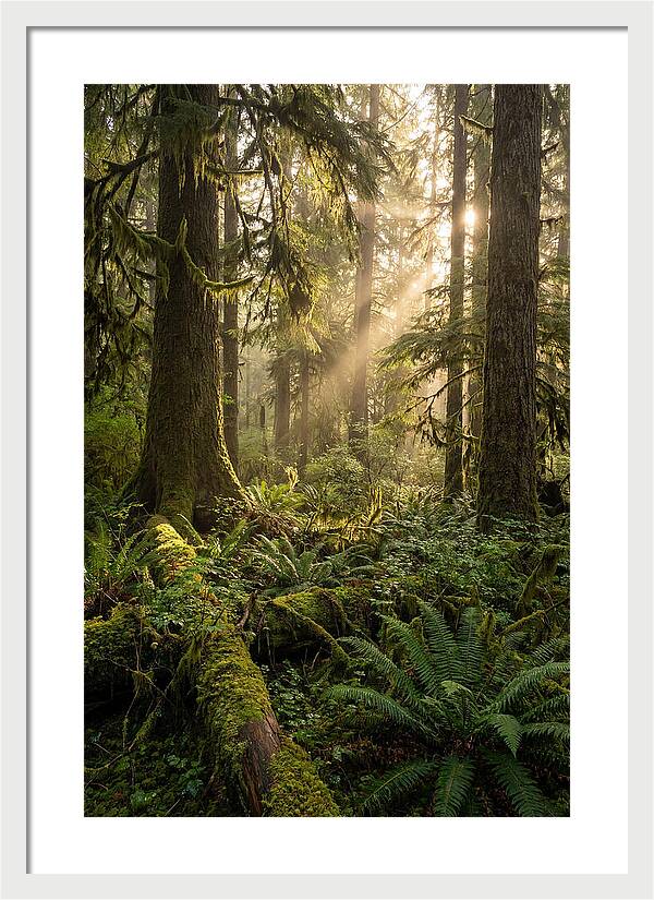 Tongass Rainforest Serenity