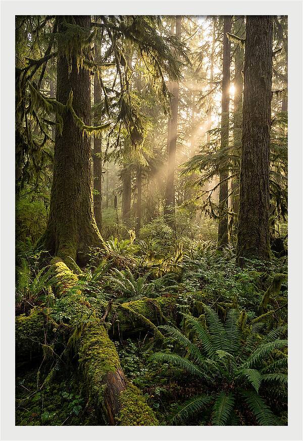 Tongass Rainforest Serenity