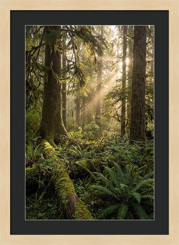 Tongass Rainforest Serenity