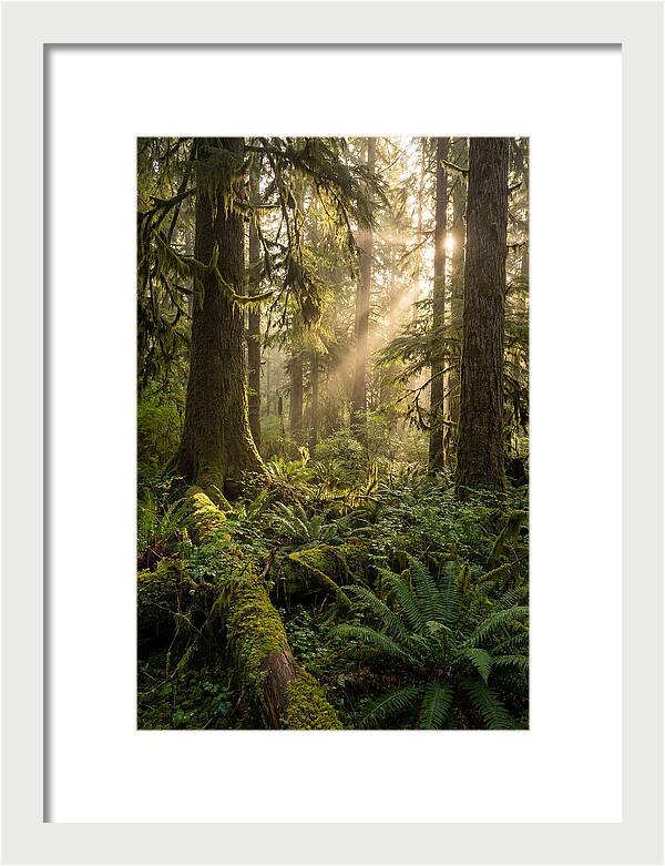 Tongass Rainforest Serenity