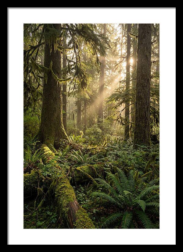Tongass Rainforest Serenity