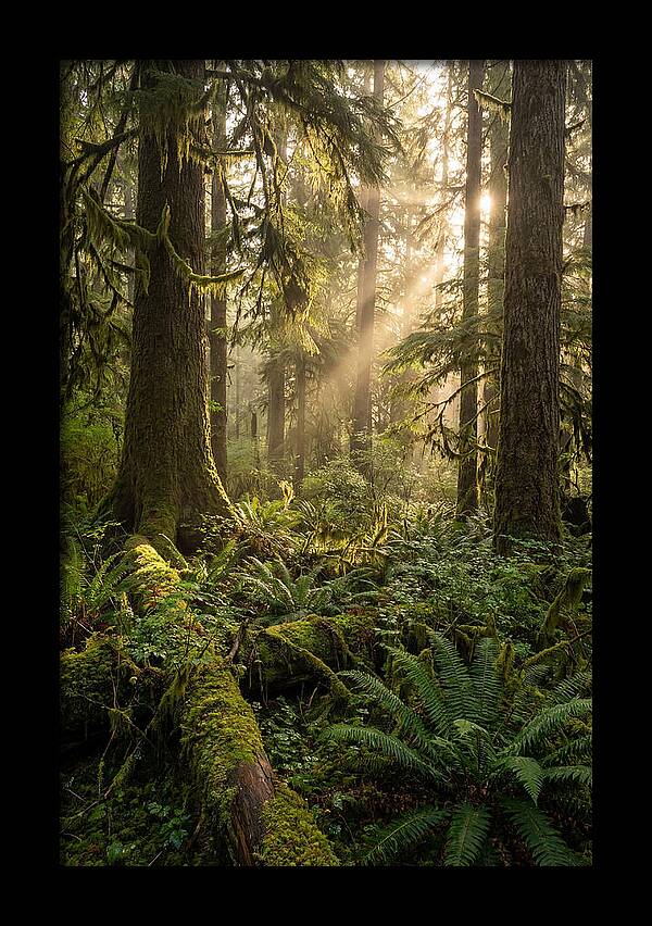 Tongass Rainforest Serenity