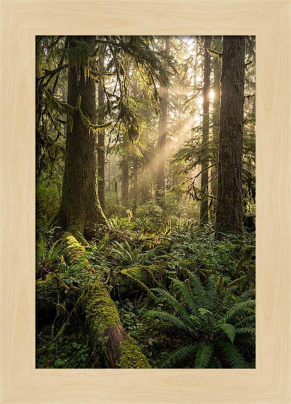 Tongass Rainforest Serenity