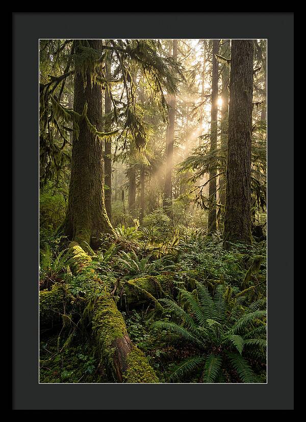Tongass Rainforest Serenity