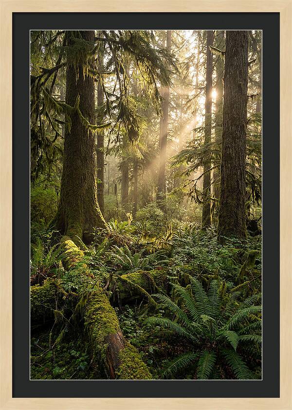 Tongass Rainforest Serenity