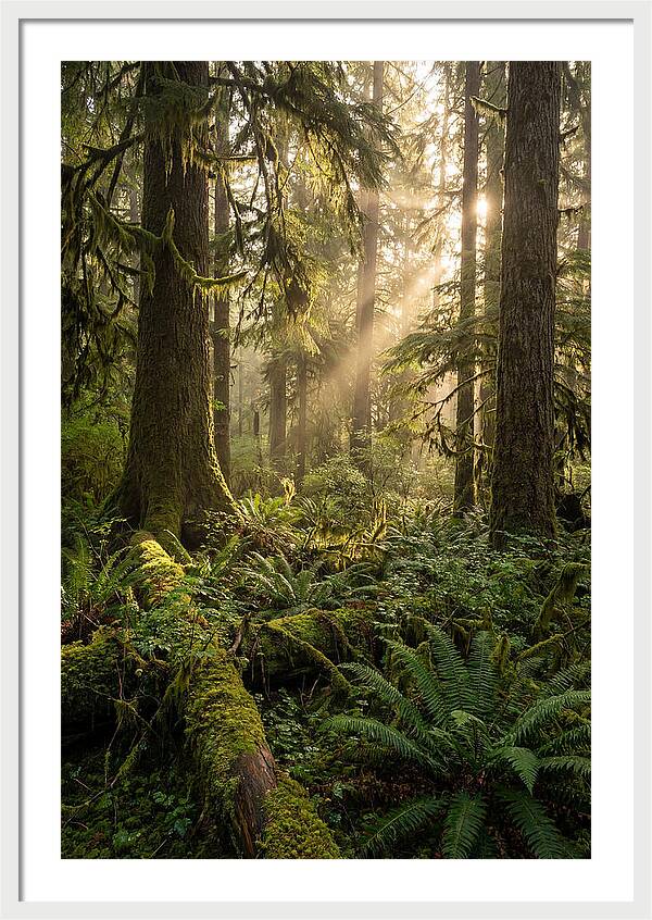 Tongass Rainforest Serenity