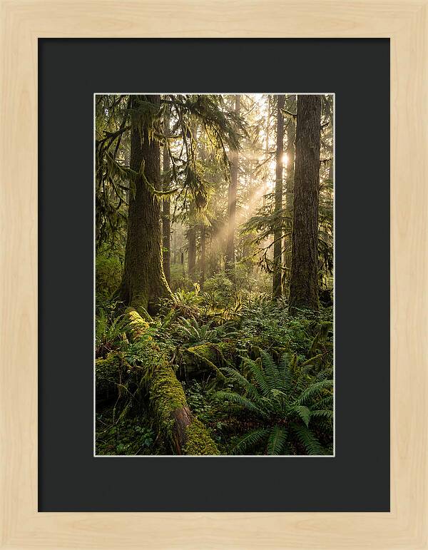 Tongass Rainforest Serenity