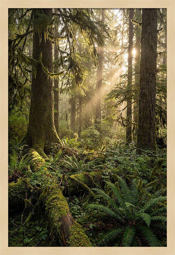 Tongass Rainforest Serenity