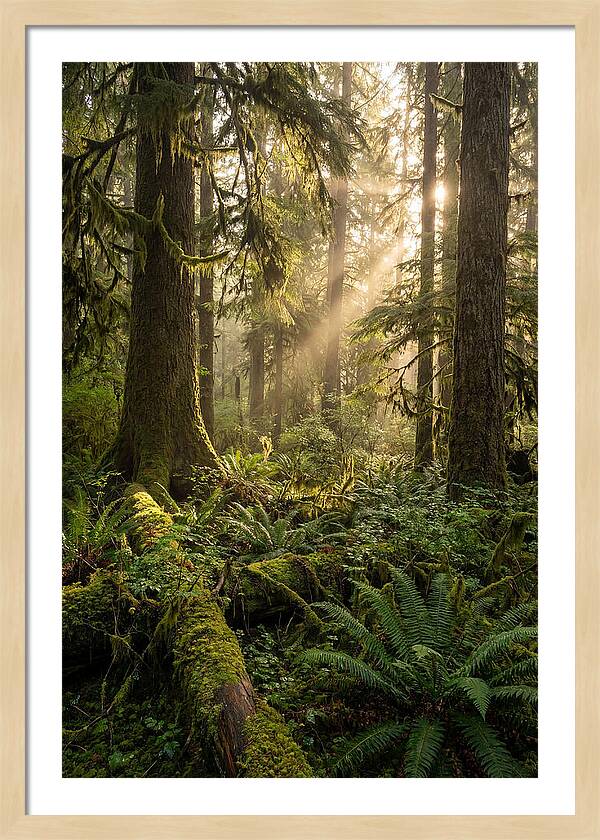Tongass Rainforest Serenity