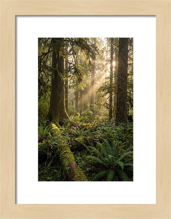 Tongass Rainforest Serenity