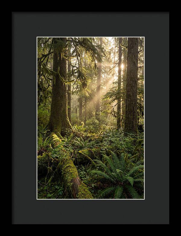 Tongass Rainforest Serenity