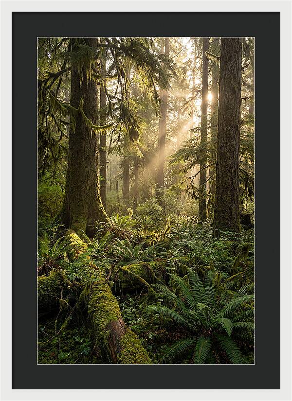Tongass Rainforest Serenity