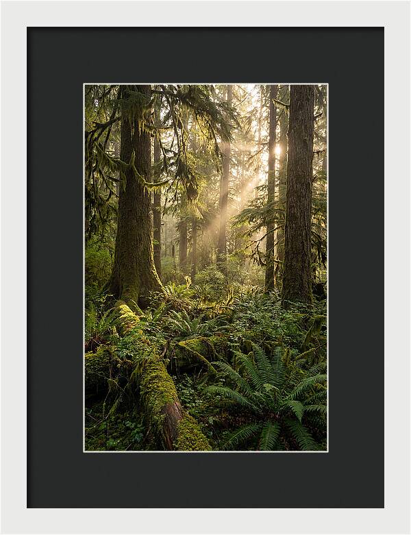 Tongass Rainforest Serenity