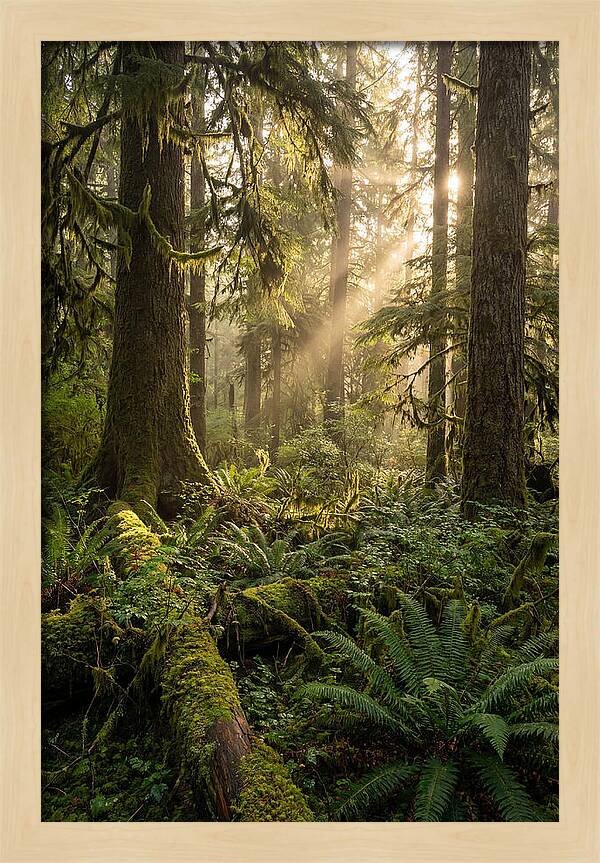 Tongass Rainforest Serenity
