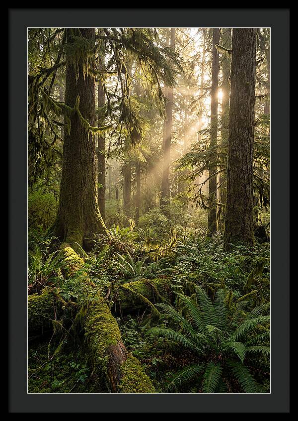 Tongass Rainforest Serenity
