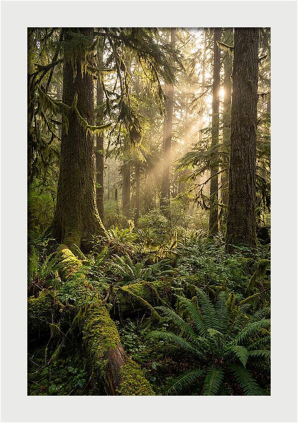 Tongass Rainforest Serenity