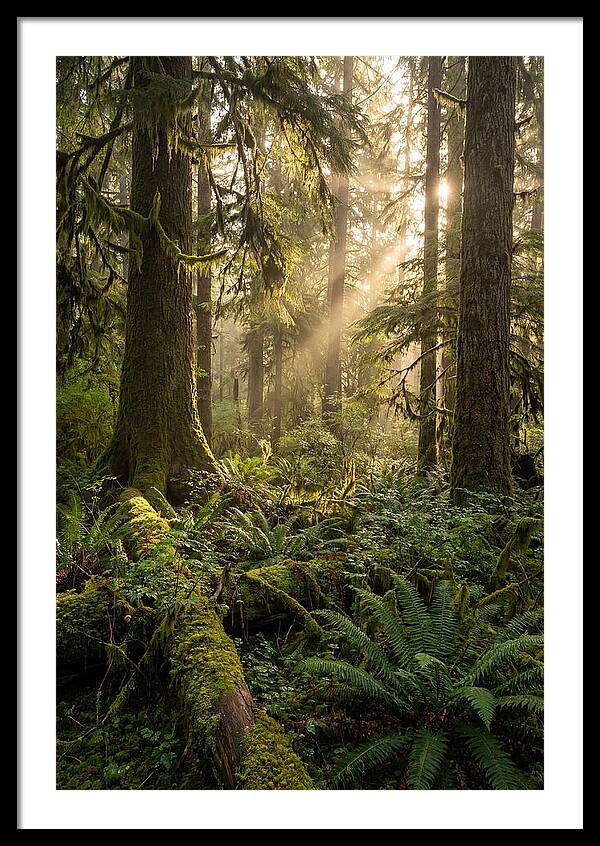 Tongass Rainforest Serenity