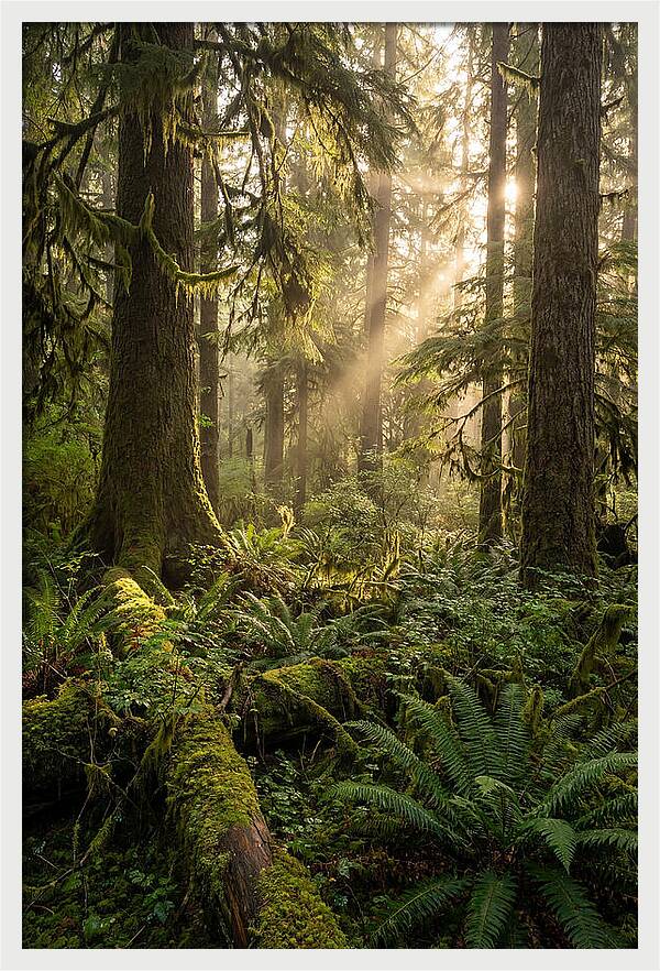 Tongass Rainforest Serenity