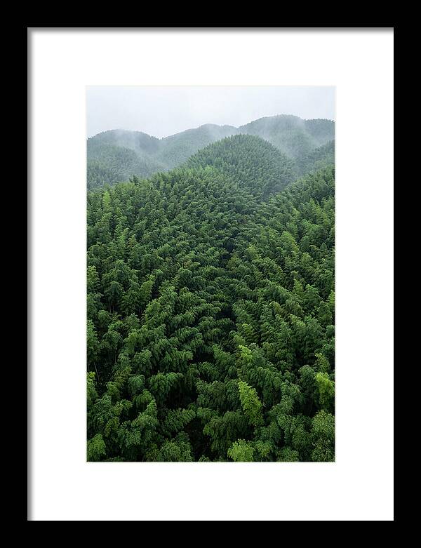 Topdown View Of Bamboo Forest