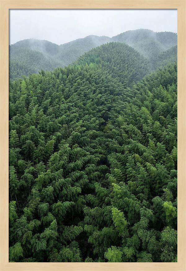 Topdown View Of Bamboo Forest