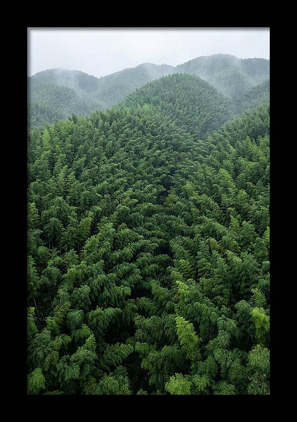 Topdown View Of Bamboo Forest