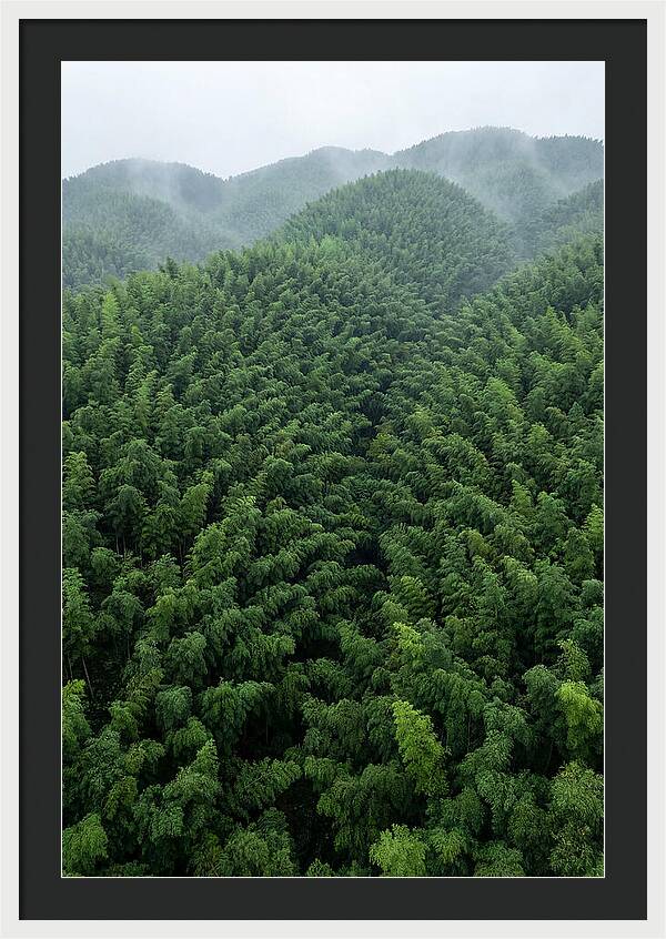Topdown View Of Bamboo Forest