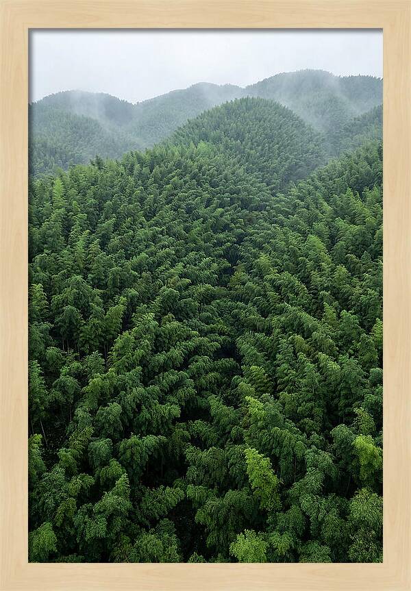 Topdown View Of Bamboo Forest
