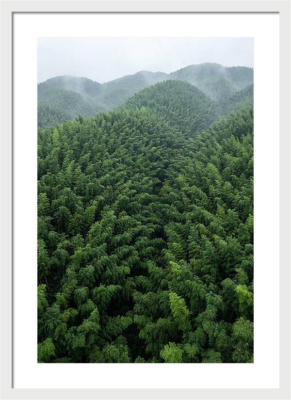 Topdown View Of Bamboo Forest