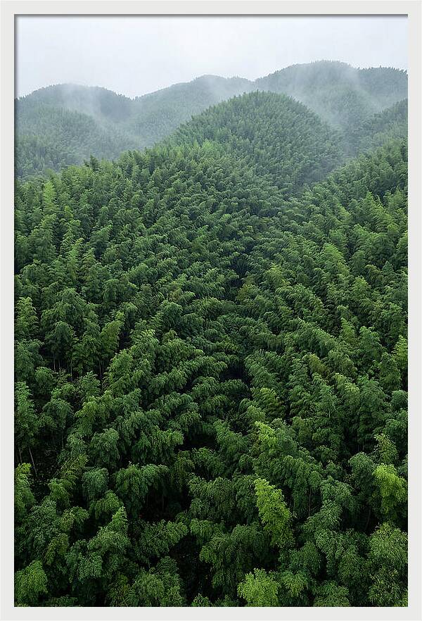 Topdown View Of Bamboo Forest