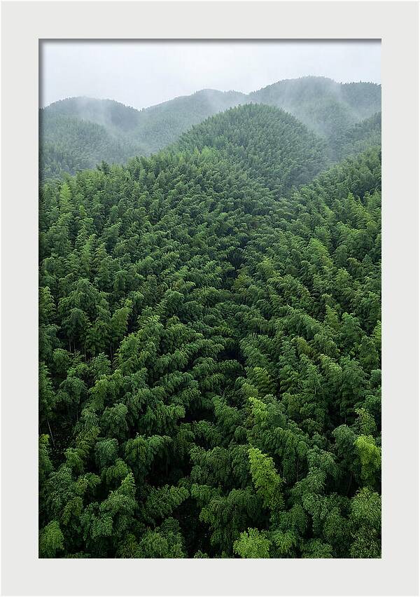 Topdown View Of Bamboo Forest