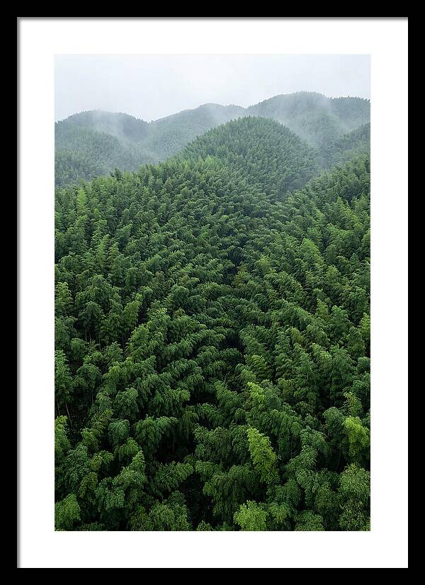 Topdown View Of Bamboo Forest