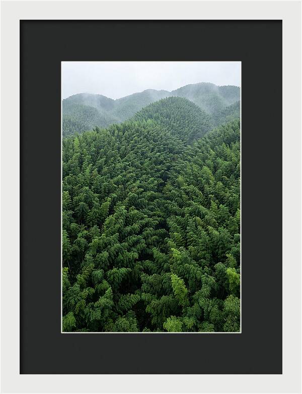Topdown View Of Bamboo Forest