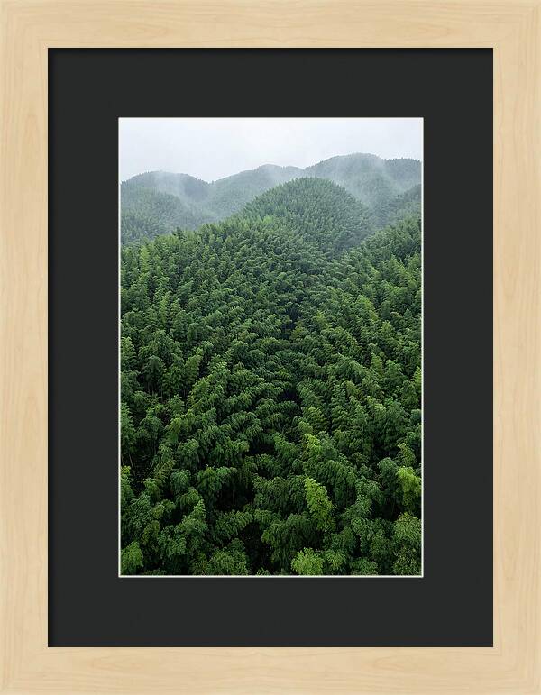 Topdown View Of Bamboo Forest