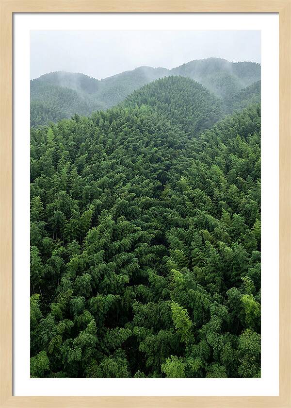 Topdown View Of Bamboo Forest